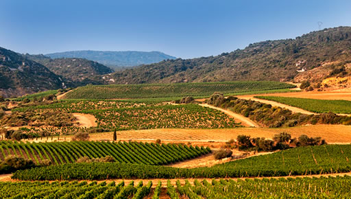 Domaine Château Lastours 11